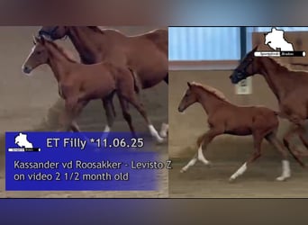 Zangersheider, Stute, 1 Jahr, 168 cm, Schimmel