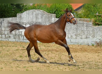 Zangersheider, Stute, 1 Jahr, 170 cm, Brauner
