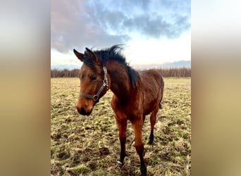Zangersheider, Stute, 1 Jahr, 170 cm, Dunkelbrauner