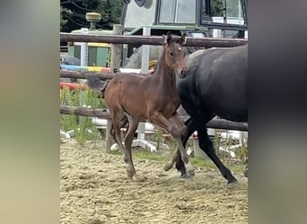 Zangersheider, Stute, 1 Jahr, Dunkelbrauner