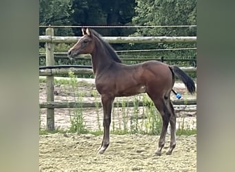 Zangersheider, Stute, 1 Jahr, Dunkelbrauner
