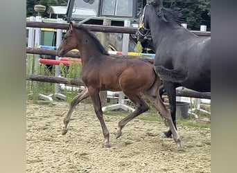 Zangersheider, Stute, 1 Jahr, Dunkelbrauner