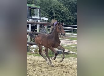 Zangersheider, Stute, 1 Jahr, Dunkelbrauner