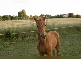 Zangersheider, Stute, 1 Jahr, Dunkelfuchs
