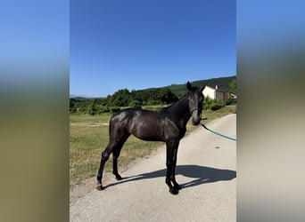 Zangersheider, Stute, 1 Jahr, Kann Schimmel werden
