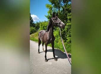 Zangersheider, Stute, 1 Jahr, Rappe
