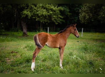 Zangersheider, Stute, 1 Jahr, Rotbrauner