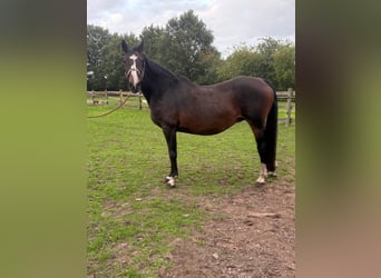 Zangersheider, Stute, 23 Jahre, 165 cm, Dunkelbrauner