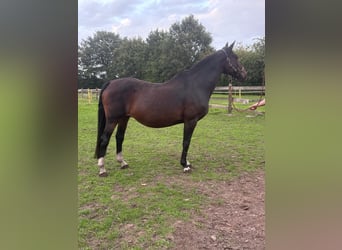 Zangersheider, Stute, 23 Jahre, 165 cm, Dunkelbrauner