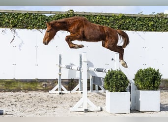 Zangersheider, Stute, 2 Jahre, 145 cm, Fuchs