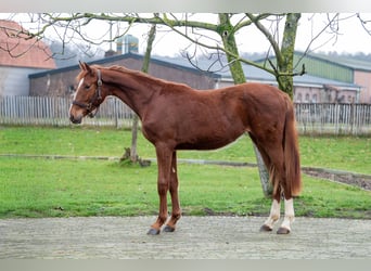 Zangersheider, Stute, 2 Jahre, 159 cm