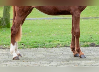 Zangersheider, Stute, 2 Jahre, 159 cm