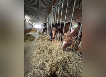 Zangersheider, Stute, 2 Jahre, 160 cm, Brauner