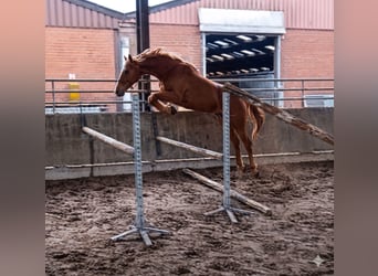 Zangersheider, Stute, 2 Jahre, 160 cm, Dunkelfuchs