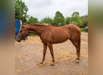 Zangersheider, Stute, 2 Jahre, 160 cm, Dunkelfuchs
