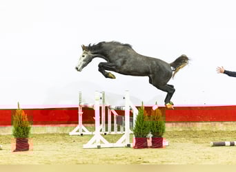 Zangersheider, Stute, 2 Jahre, 161 cm, Schimmel