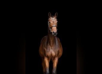 Zangersheider, Stute, 2 Jahre, 162 cm, Brauner