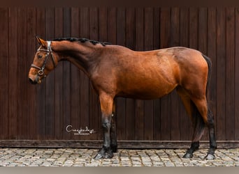 Zangersheider, Stute, 2 Jahre, 162 cm, Brauner