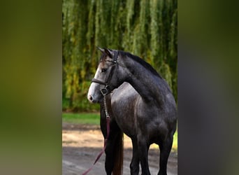 Zangersheider, Stute, 2 Jahre, 162 cm, Schimmel
