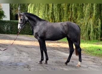 Zangersheider, Stute, 2 Jahre, 162 cm, Schimmel