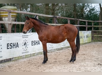 Zangersheider, Stute, 2 Jahre, 163 cm, Brauner