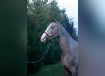 Zangersheider, Stute, 2 Jahre, 163 cm, Schimmel
