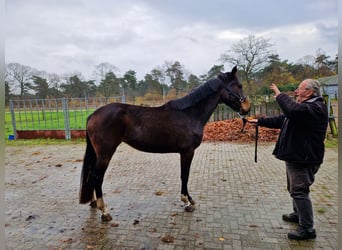 Zangersheider, Stute, 2 Jahre, 166 cm, Dunkelbrauner
