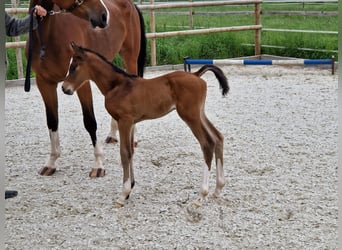 Zangersheider, Stute, 2 Jahre, 167 cm, Brauner
