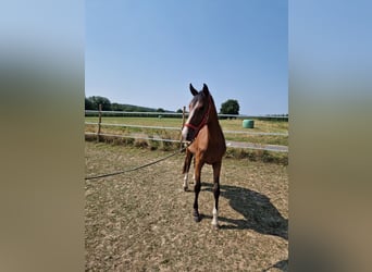 Zangersheider, Stute, 2 Jahre, 167 cm, Brauner