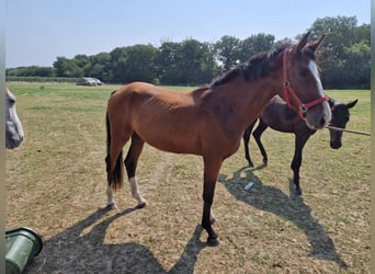 Zangersheider, Stute, 2 Jahre, 167 cm, Brauner