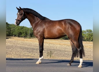 Zangersheider, Stute, 2 Jahre, 167 cm, Brauner