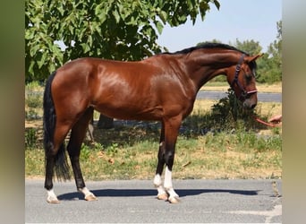 Zangersheider, Stute, 2 Jahre, 167 cm, Brauner