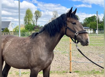 Zangersheider, Stute, 2 Jahre, 167 cm, Hellbrauner