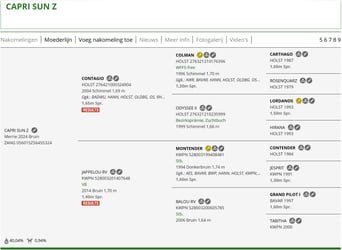 Zangersheider, Stute, 2 Jahre, 167 cm, Hellbrauner
