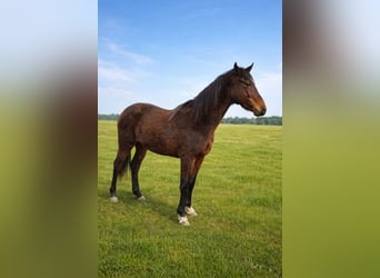 Zangersheider, Stute, 2 Jahre, 170 cm, Brauner
