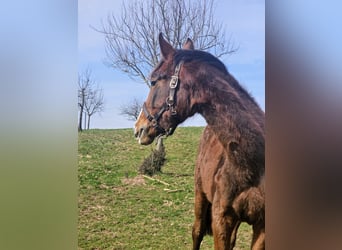 Zangersheider, Stute, 2 Jahre, Brauner