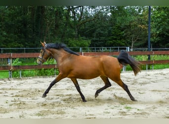 Zangersheider, Stute, 3 Jahre, 147 cm, Brauner