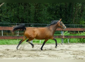 Zangersheider, Stute, 3 Jahre, 147 cm, Brauner