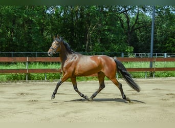 Zangersheider, Stute, 3 Jahre, 153 cm, Brauner