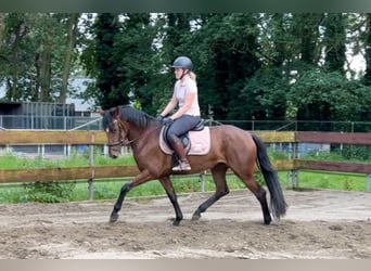 Zangersheider, Stute, 3 Jahre, 153 cm, Brauner