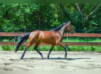Zangersheider, Stute, 3 Jahre, 153 cm, Brauner