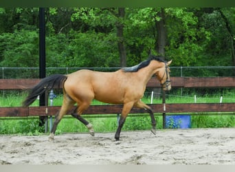 Zangersheider, Stute, 3 Jahre, 154 cm, Buckskin