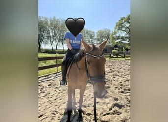 Zangersheider, Stute, 3 Jahre, 154 cm, Buckskin