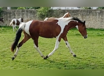 Zangersheider, Stute, 3 Jahre, 156 cm, Schecke