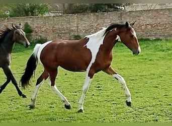 Zangersheider, Stute, 3 Jahre, 156 cm, Schecke