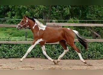 Zangersheider, Stute, 3 Jahre, 156 cm, Schecke