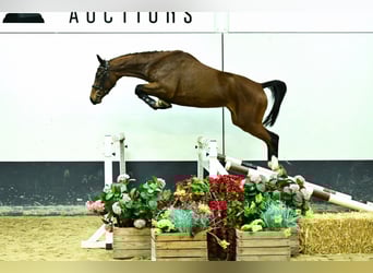 Zangersheider, Stute, 3 Jahre, 158 cm, Brauner