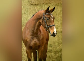 Zangersheider, Stute, 3 Jahre, 158 cm, Brauner