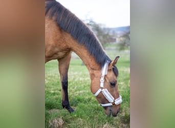 Zangersheider, Stute, 3 Jahre, 158 cm, Falbe