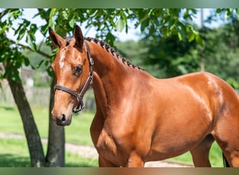 Zangersheider, Stute, 3 Jahre, 160 cm, Brauner